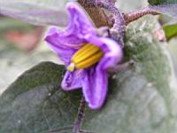 Aubergine - Solanum melongena (fam Solanacees) (3) (Photo F. Mrugala)